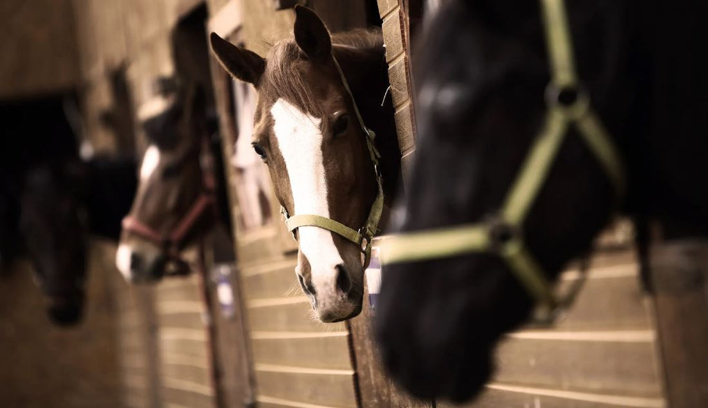 Buying the Most Expensive Horse: Is It Worth the Investment? Read This Before You Buy!