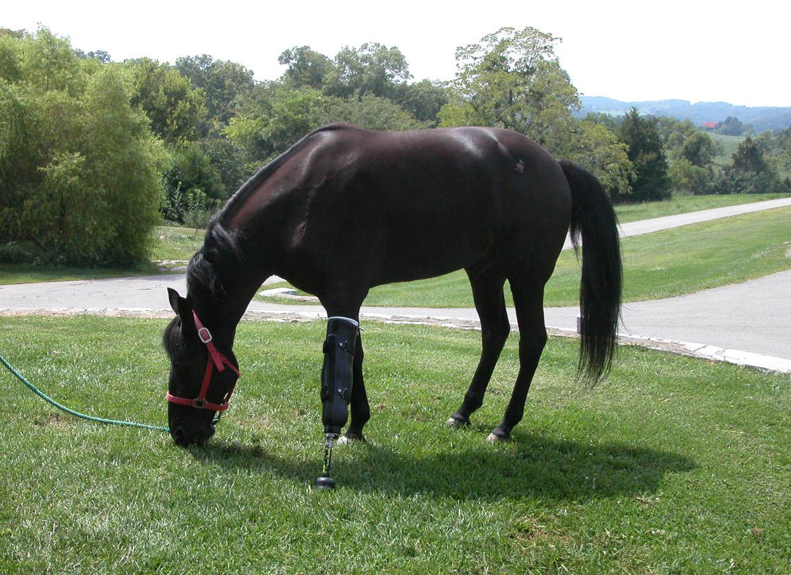 Horse with Prosthetic Leg: Whats life like for this horse?