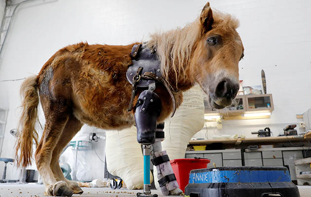 Horse with Prosthetic Leg: Whats life like for this horse?