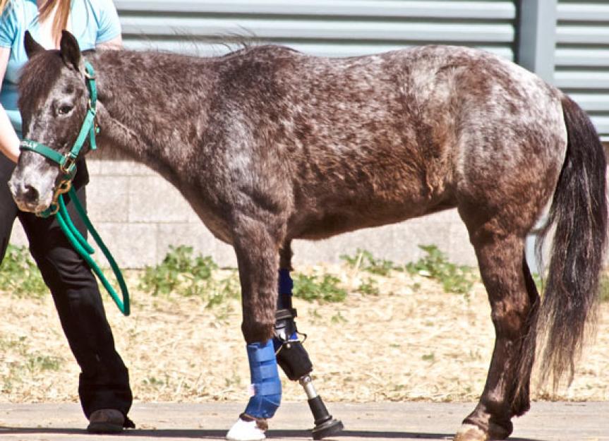 Need Horse Prosthetics? Learn All About Them and Where to Get Them