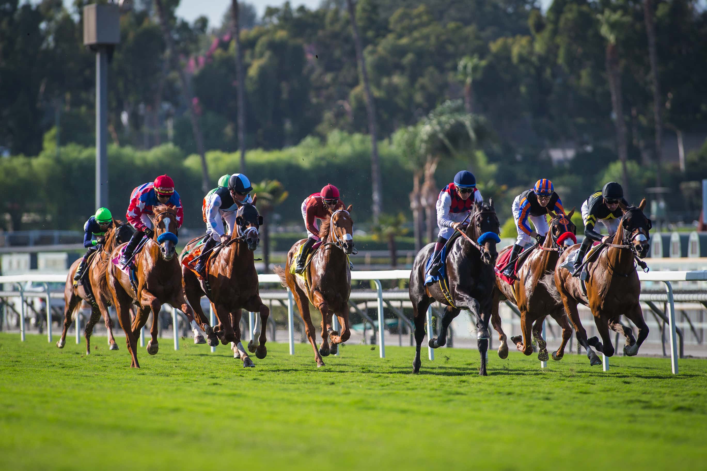 Get Your Horse Racing Fix with Hipica TV: Live Streams and More (The Perfect Channel for Every Fan)