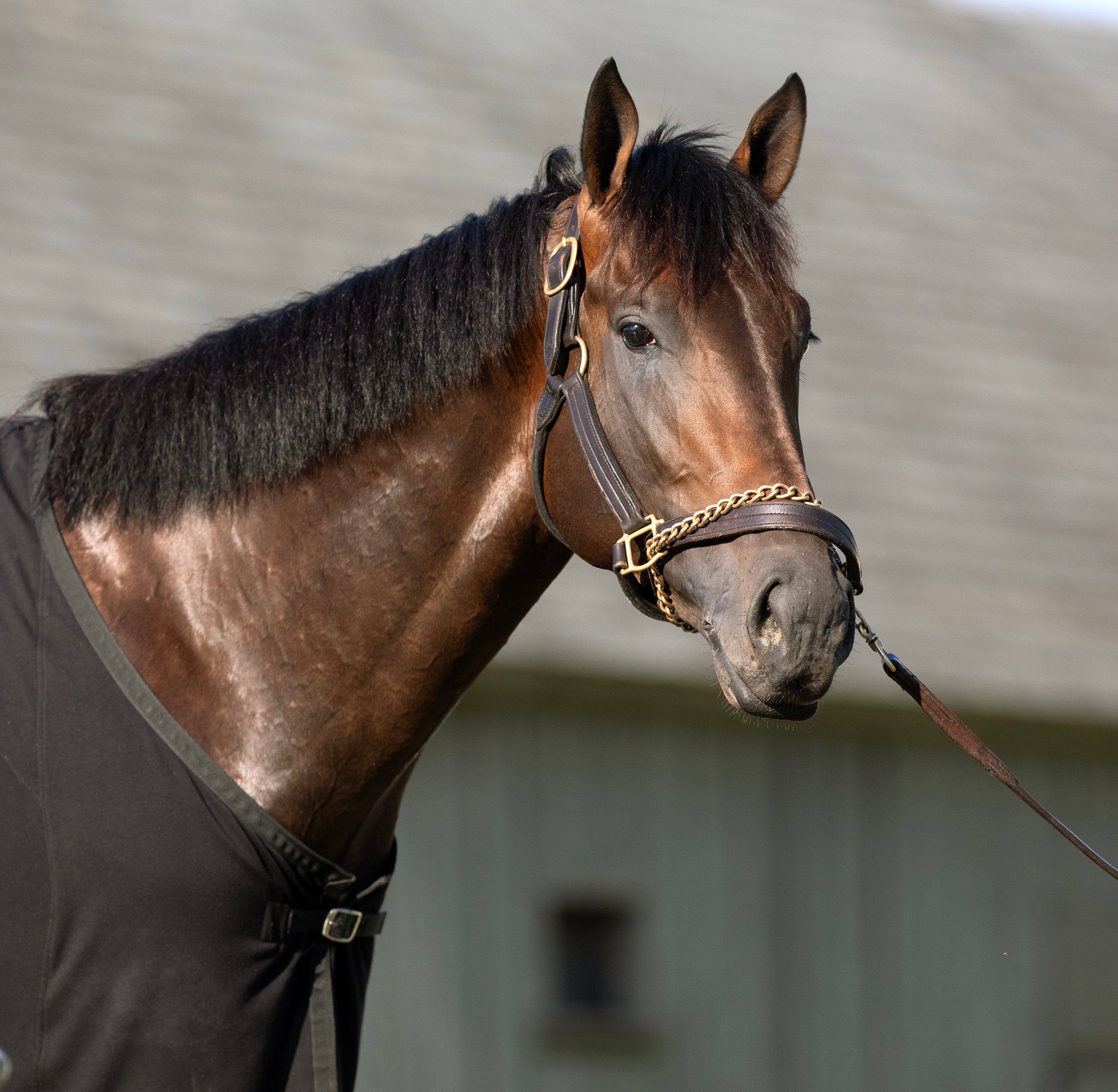 Mindframe horse for everyone: How to get started
