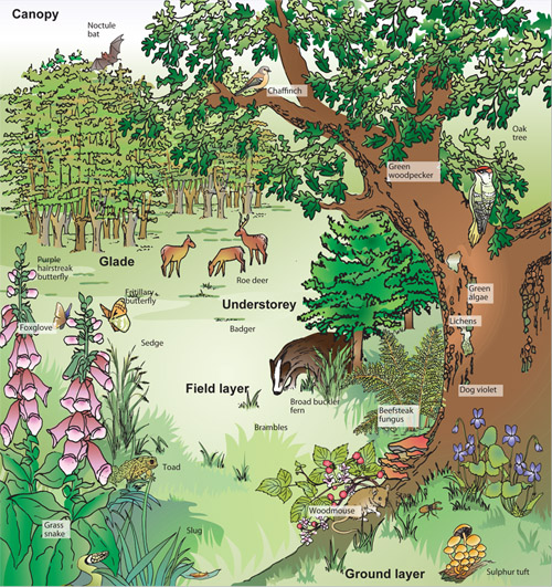 Whats a tight cluster of trees? Learn all about this woodland term!