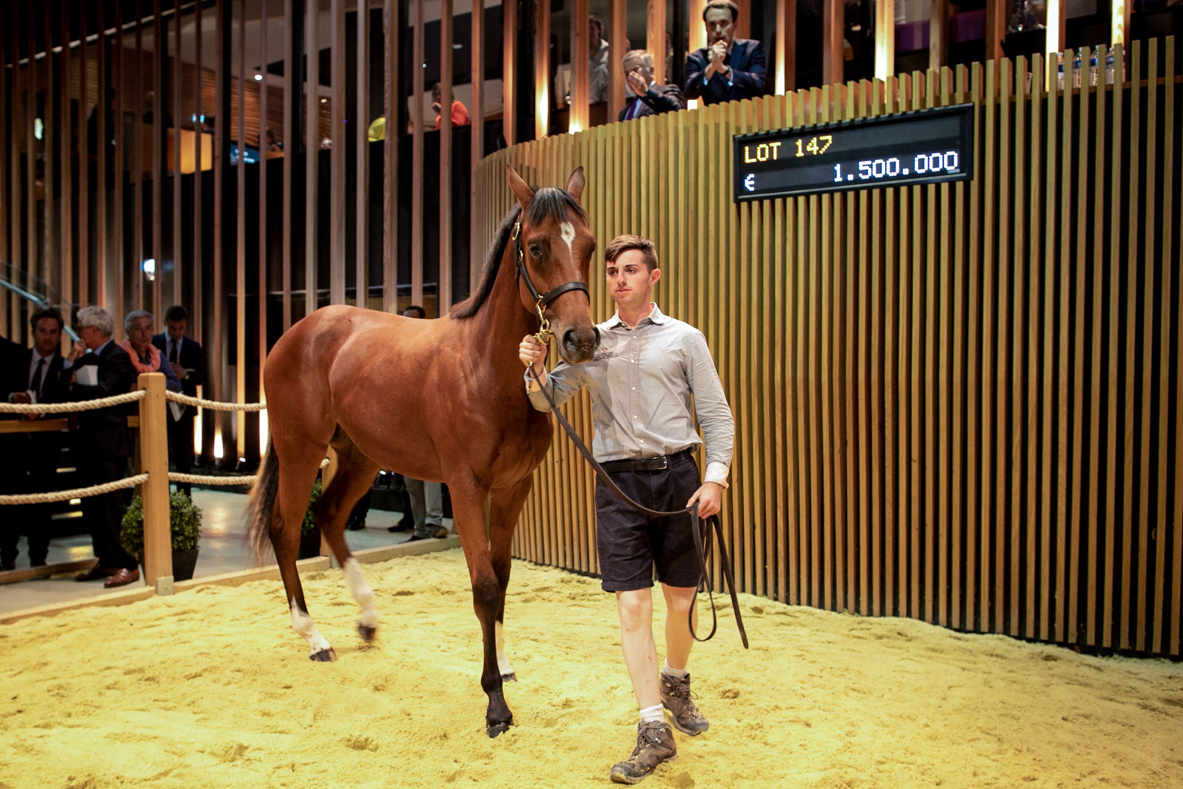 Buying the Most Expensive Horse: Is It Worth the Investment? Read This Before You Buy!