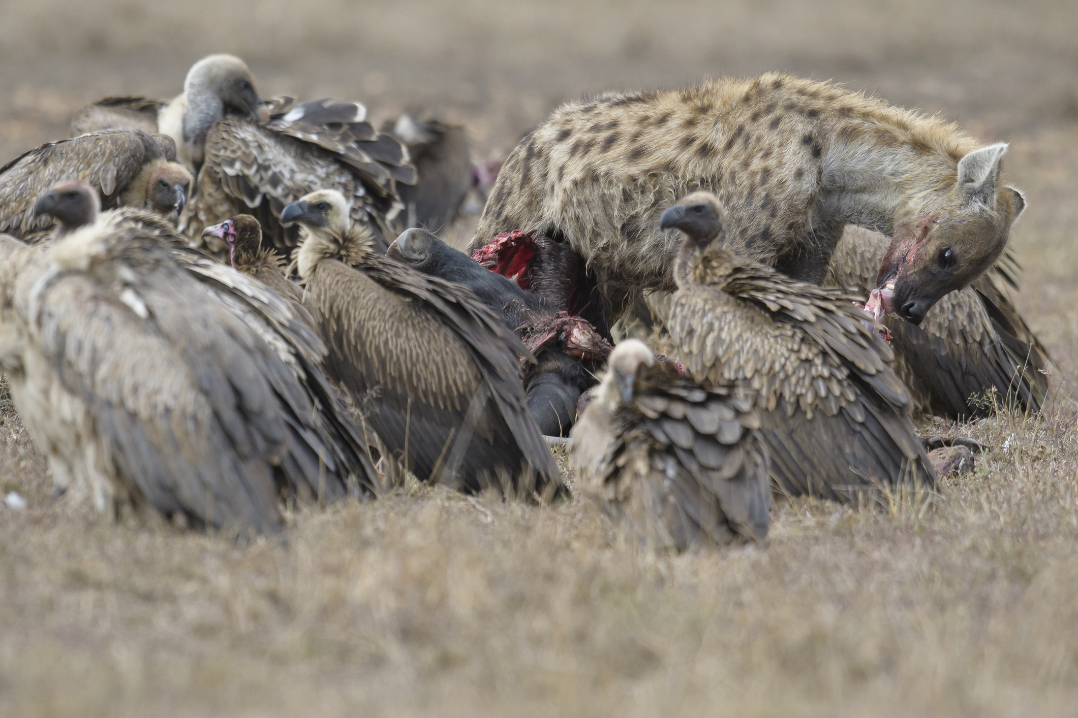 Fare eaten by scavengers: What are the effects and why is it important?