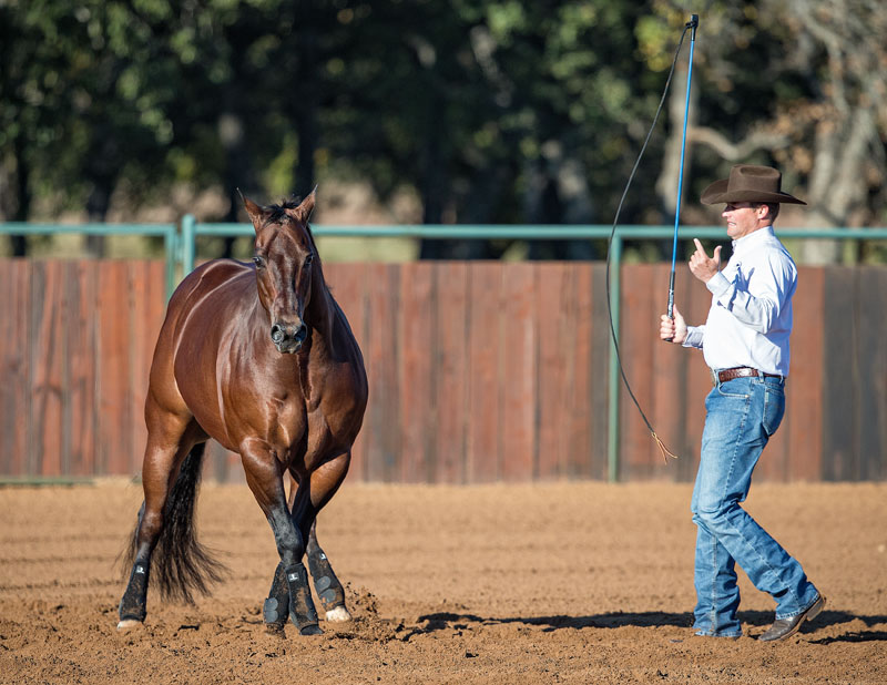 Looking for popular horse trainers? Learn about the best trainers and their training methods!