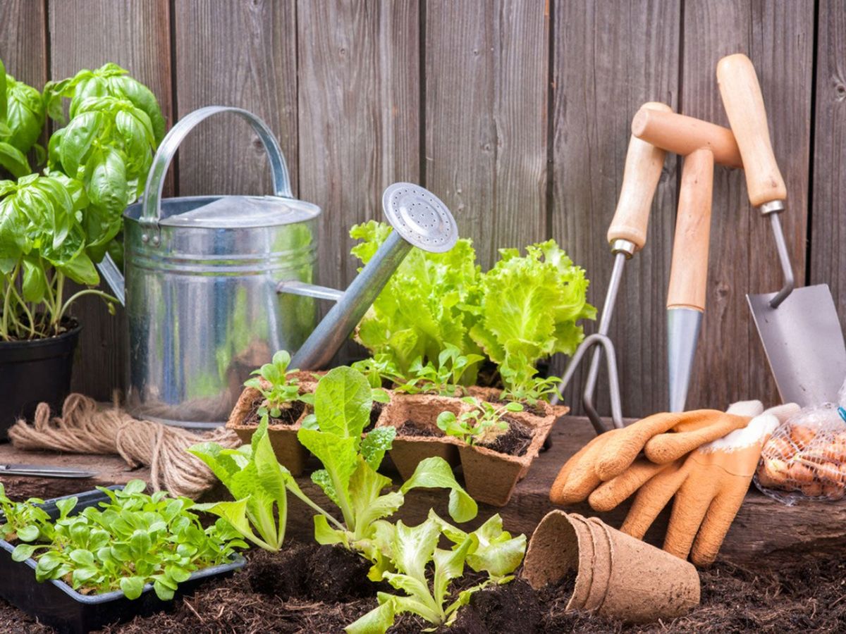 Plant Deep Within: A Beginners Guide to Getting Started With Gardening