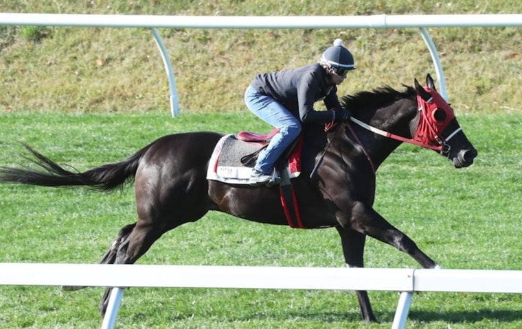 Who is Tylers Tribe Horse? Get to know this amazing horse!