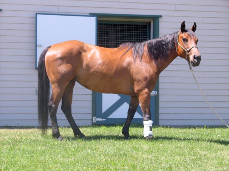 Horse with fake leg: Why are these animals getting a second chance?