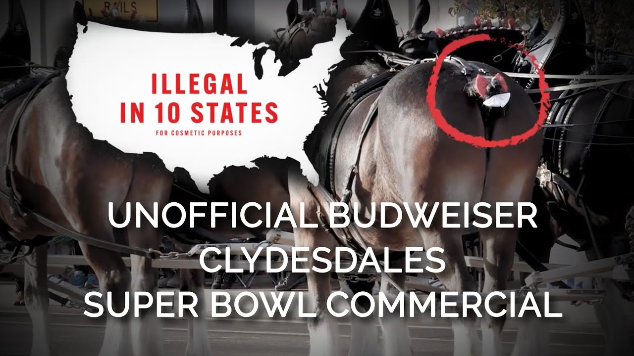 Budweiser Super Bowl Commercial 2023 Reactions: Whats the Internet Saying? (Love It or Hate It?)
