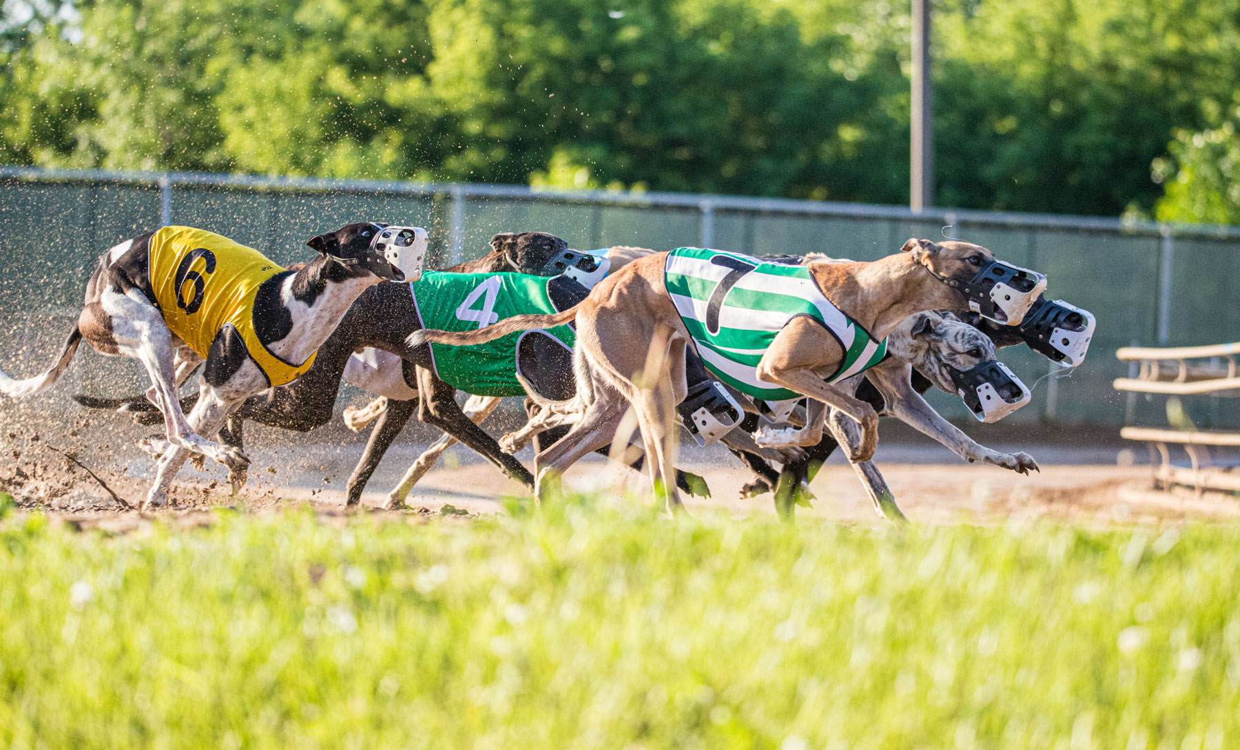 Whos Running? See Wheeling Dog Track Entries for Todays Races!