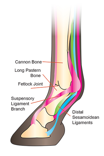 Sesamoid Bone in a Horse: Easy Guide to Understanding Its Role.