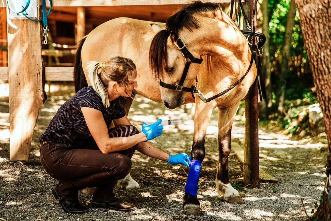 Understanding digital flexor tendon horse: Simple tips for horse owners.