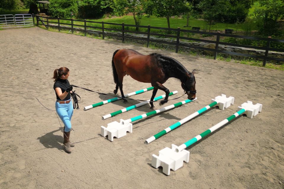 Endlessly Horse: Best Practices for Providing Endless Enrichment for Your Horse