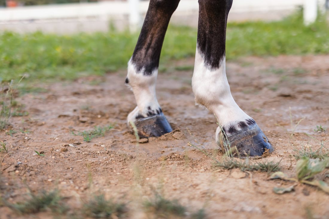 Sesamoid Bone in a Horse: Easy Guide to Understanding Its Role.