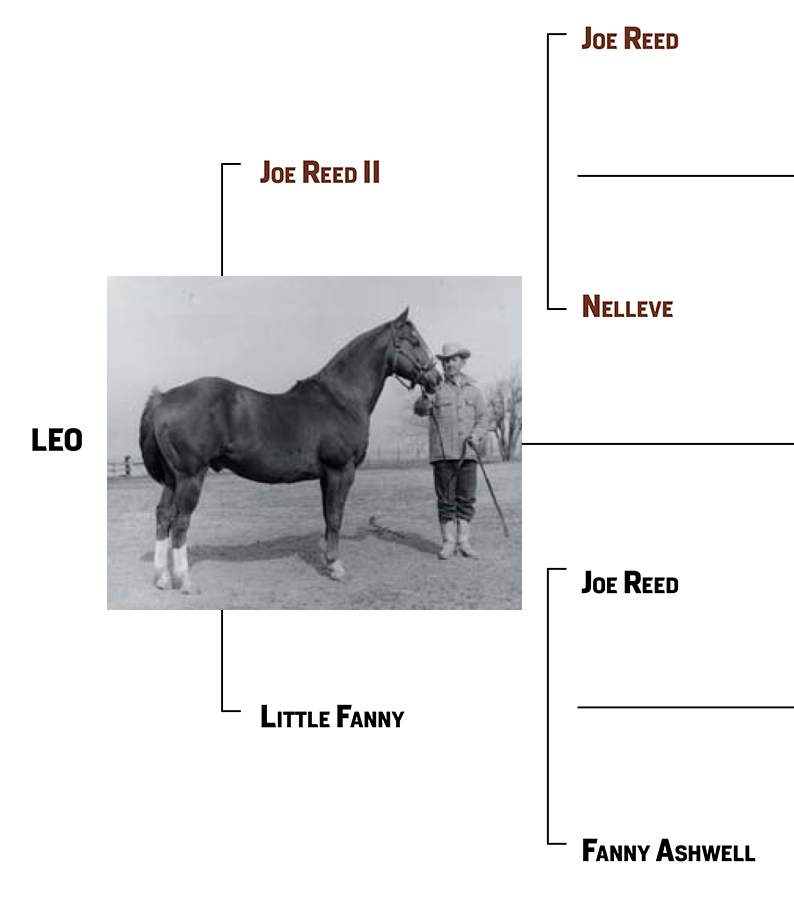 American Quarter Horse Association Pedigree Search Made Simple: Find Your Horses Ancestry Today!
