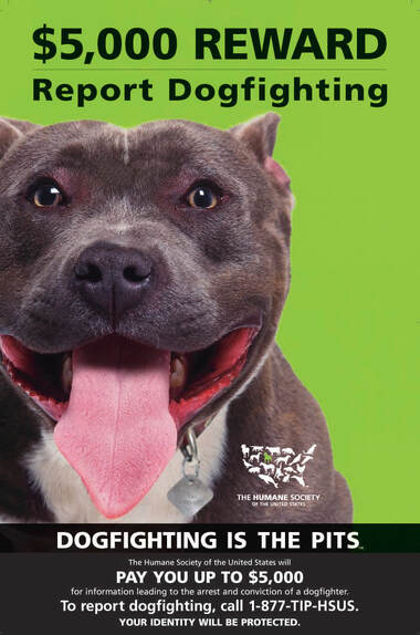 Stop Pitbull Fight Pitbull: How to Report It (Help End Animal Cruelty Today)