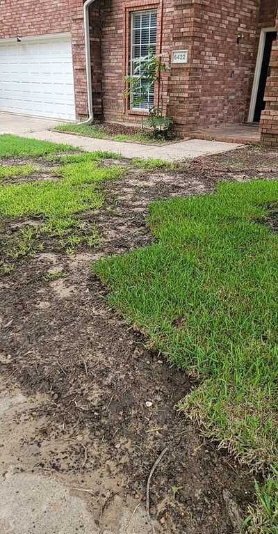 Want King Ranch Grass Arlington? Get a Lush Green Lawn