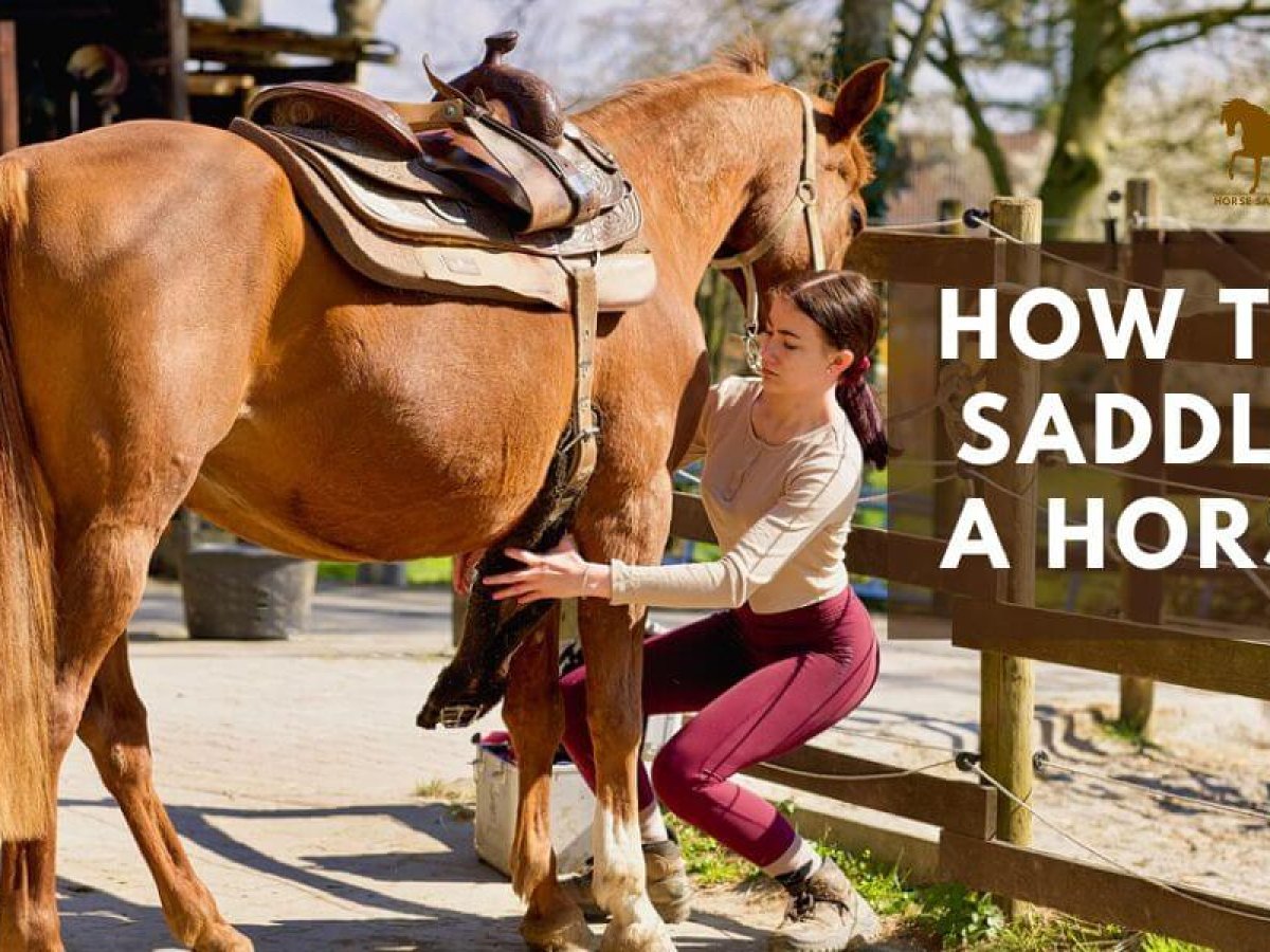 People Saddling a Horse: What You Need to Know | Everything About Saddling and Safety!