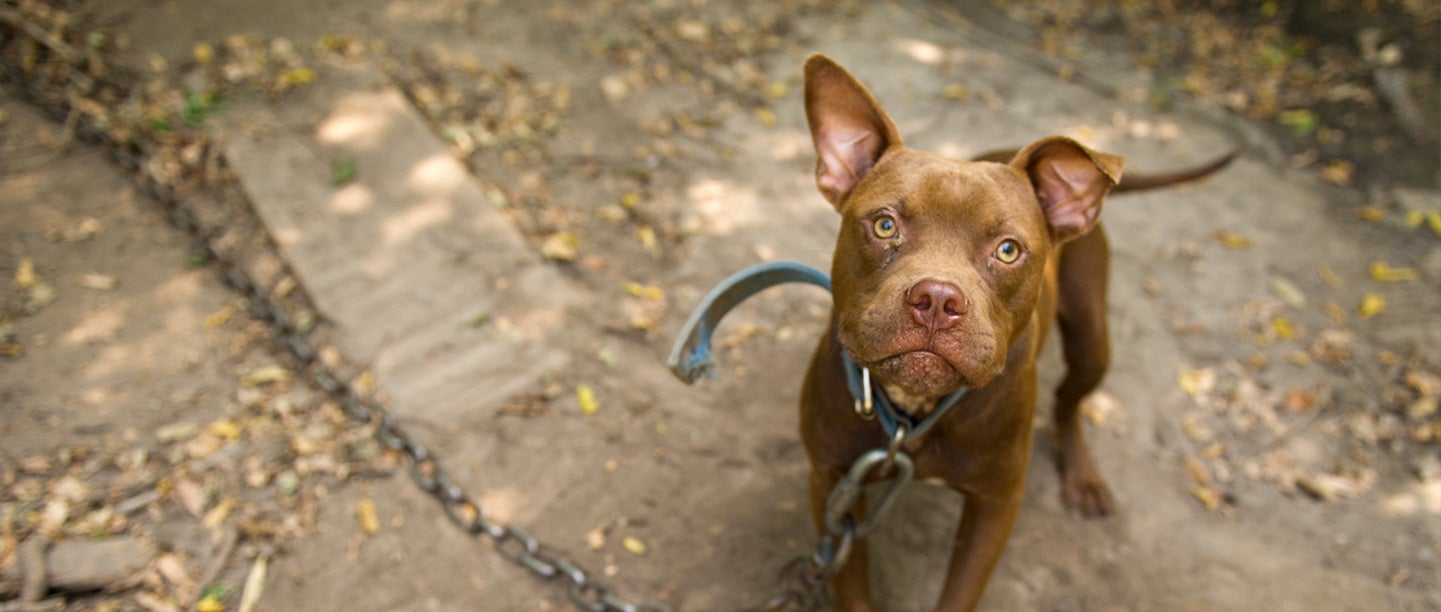 Stop Pitbull Fight Pitbull: How to Report It (Help End Animal Cruelty Today)