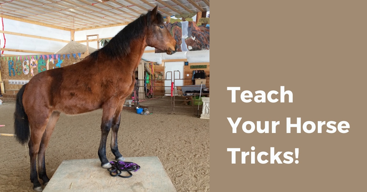 The Best Way to Spell Thoroughbred, Simple Tricks for You!