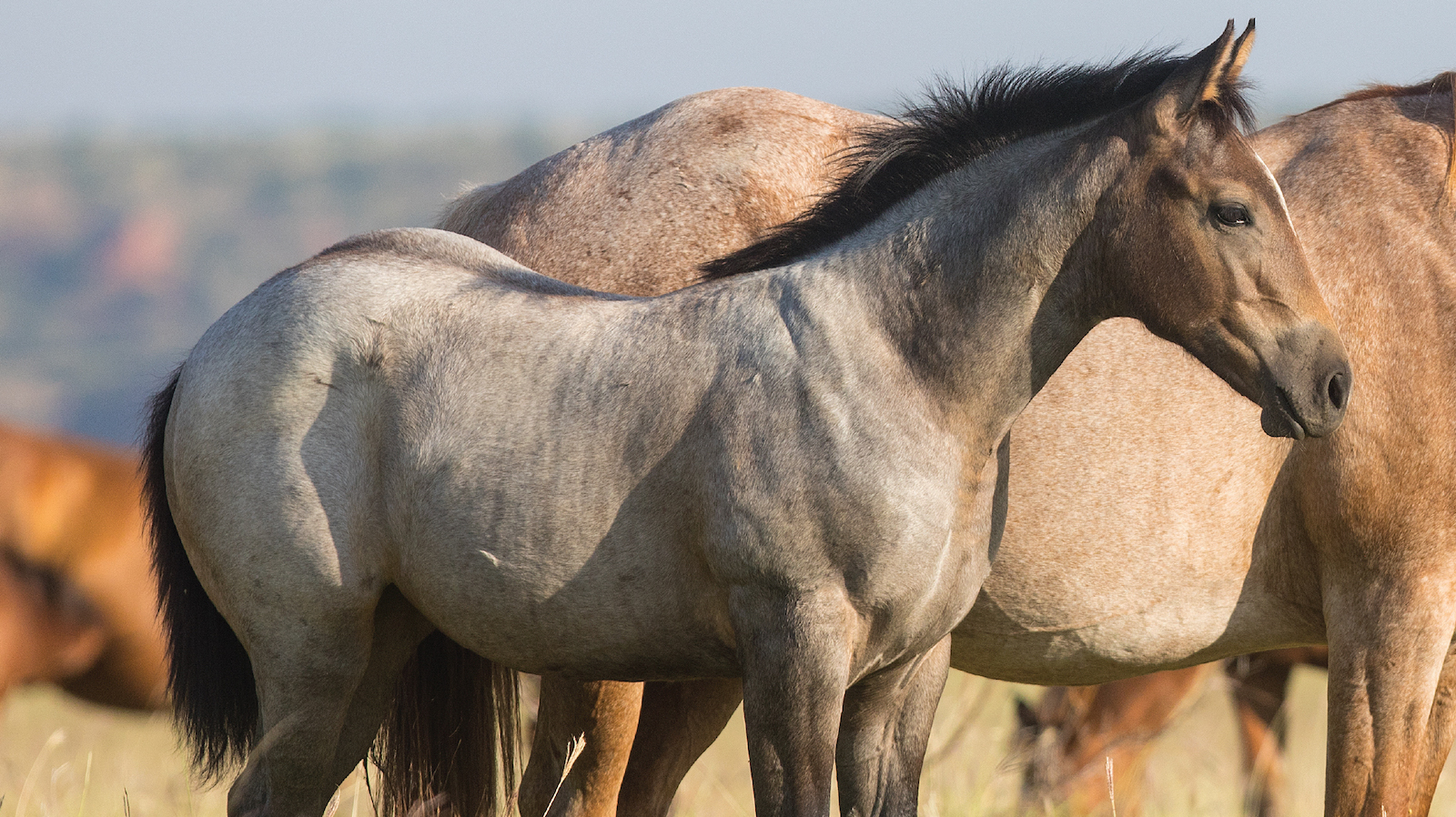 American Quarter Horse Association Pedigree Search Made Simple: Find Your Horses Ancestry Today!