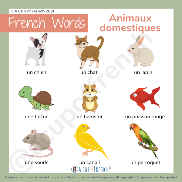 Say Horses in French Like a Local! Simple Guide to French Animal Vocabulary.