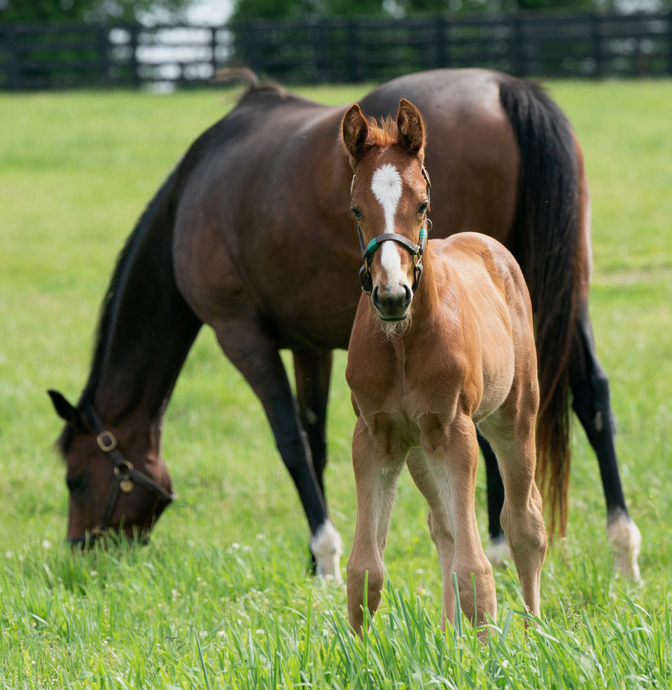 Zenyatta Foals: Get the Latest News and Updates on These Adorable Babies