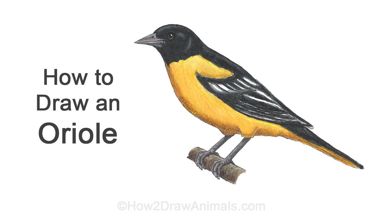 Cartoon oriole bird drawing tutorial, learn to draw this cute bird in a few simple steps.