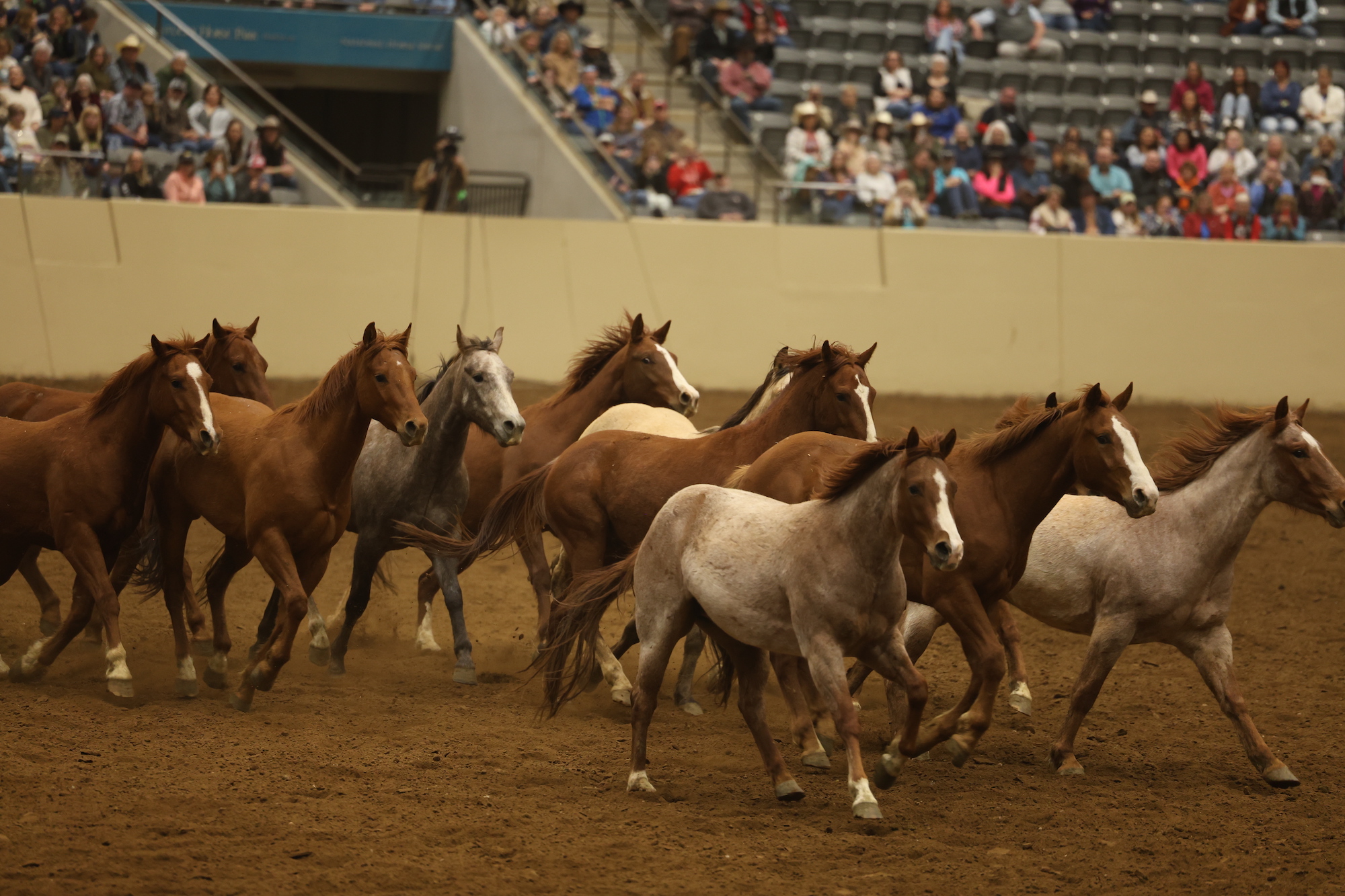 Road to the Horse Winners - Find Success | Become a Pro at Picking Winning Horses