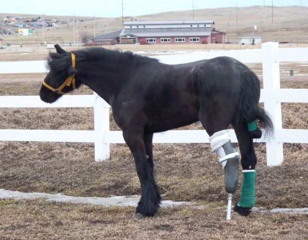 Horse with fake leg: Why are these animals getting a second chance?