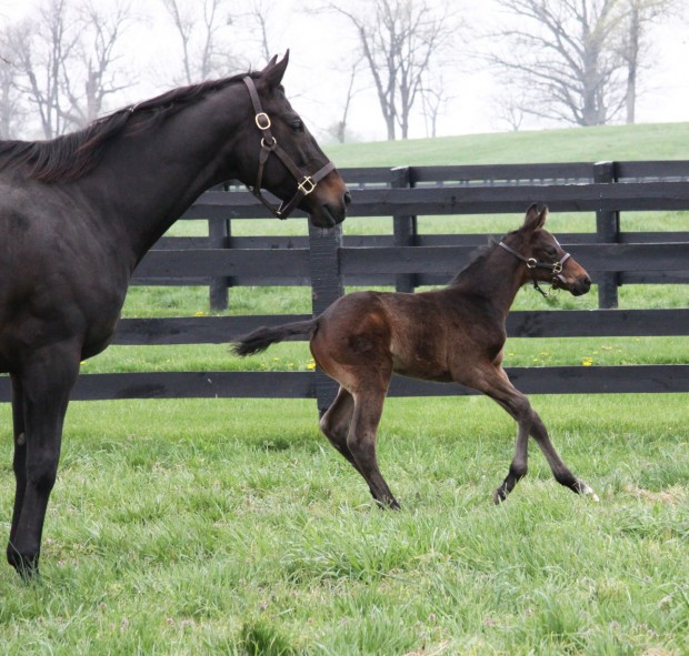 Zenyatta Foals: Get the Latest News and Updates on These Adorable Babies