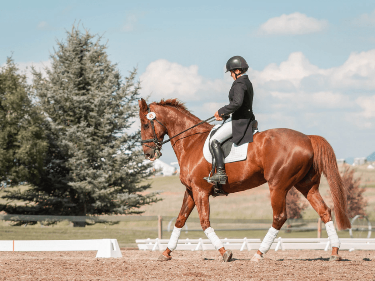 Handsome Horse Riding Tips for All Levels(Improve Your Skills Today)