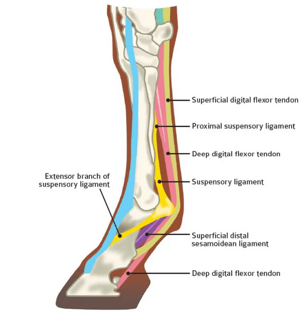 Understanding digital flexor tendon horse: Simple tips for horse owners.