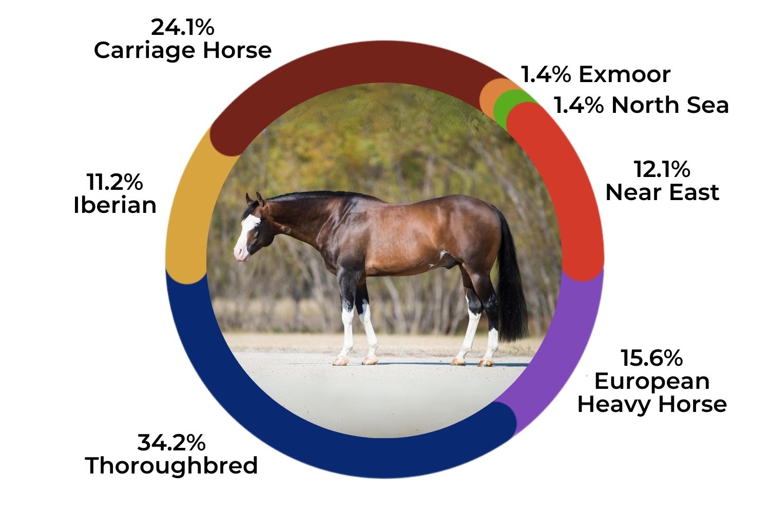 American Quarter Horse Association Pedigree Search Made Simple: Find Your Horses Ancestry Today!