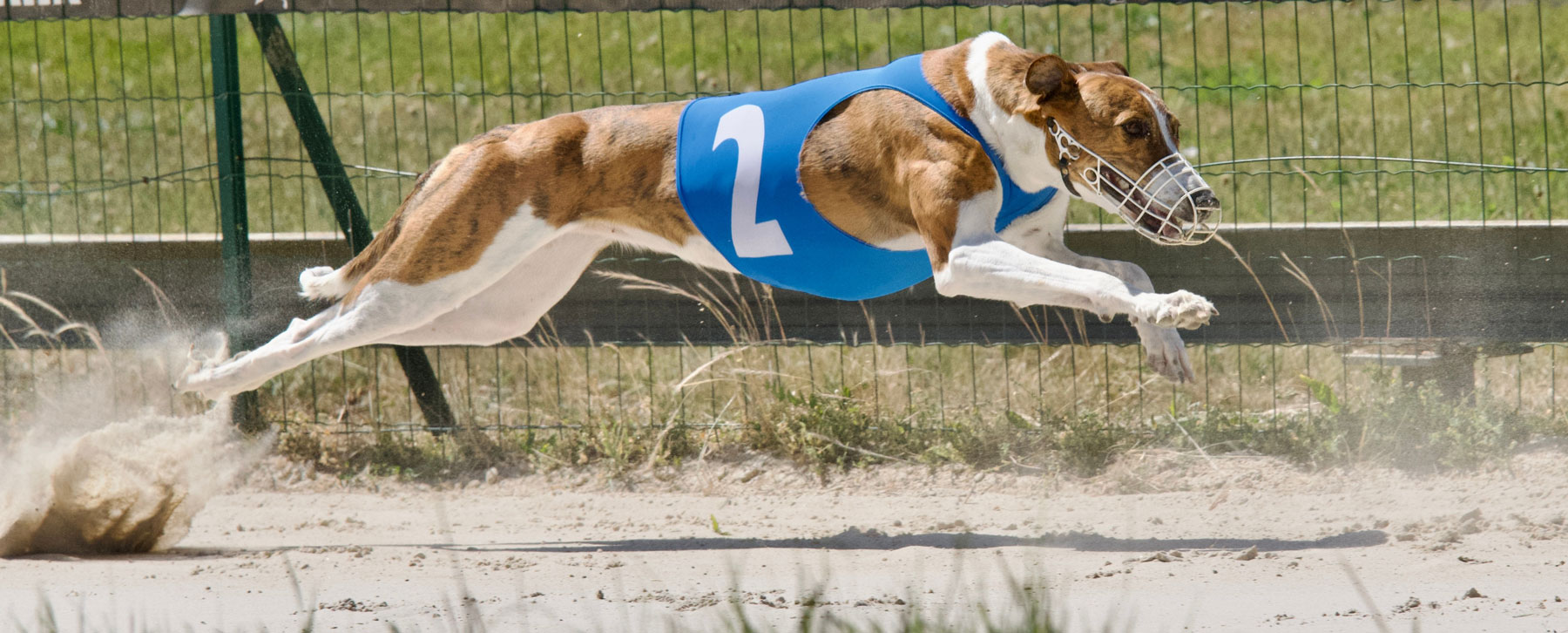 Whos Running? See Wheeling Dog Track Entries for Todays Races!