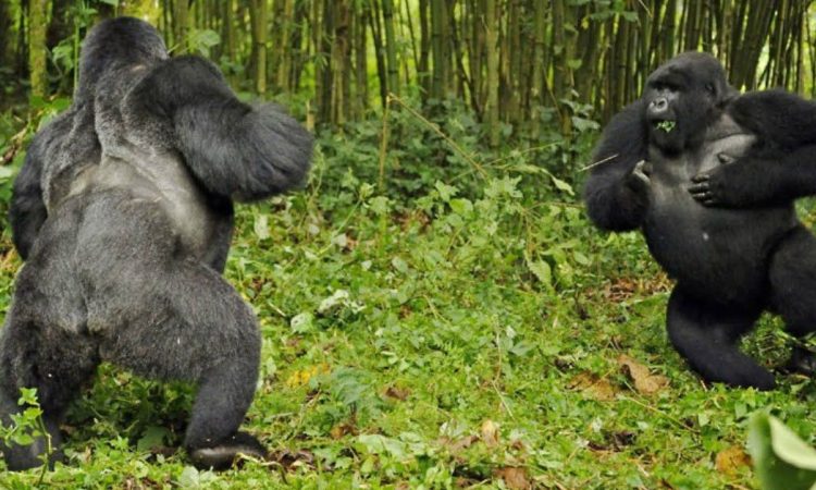 Gorilla Fights Gorilla: Find The Reason Behind The Conflict!