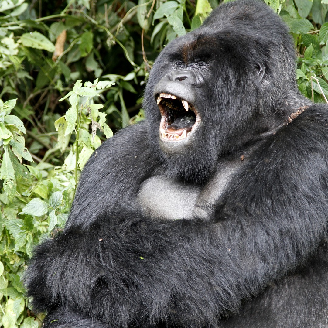 Gorilla Fights Gorilla: Find The Reason Behind The Conflict!