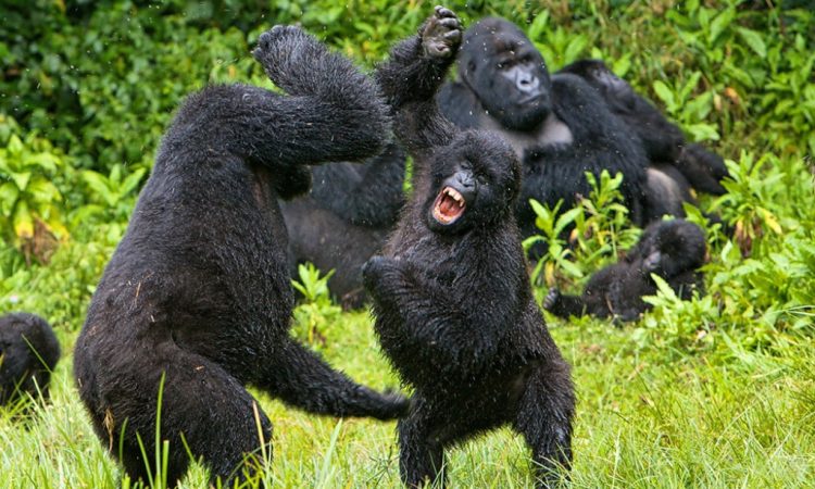 Gorilla Fights Gorilla: Find The Reason Behind The Conflict!