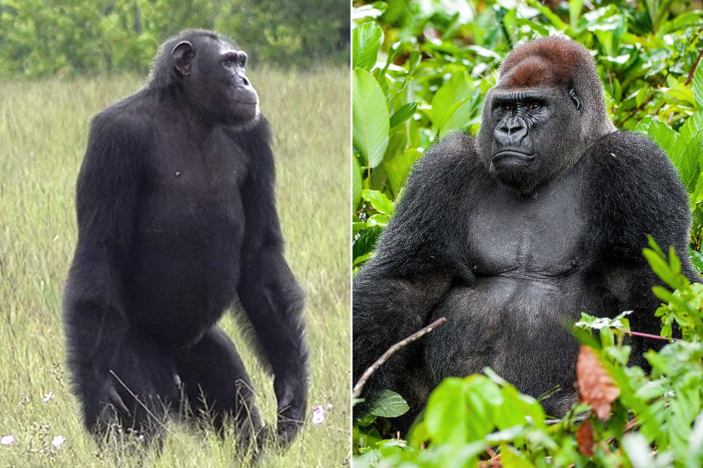 Gorilla Fights Gorilla: Find The Reason Behind The Conflict!