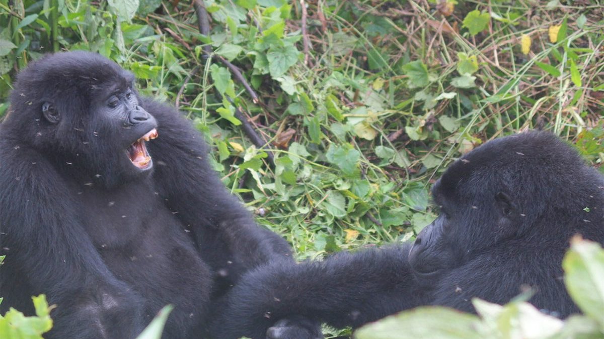 Gorilla Fights Gorilla: Find The Reason Behind The Conflict!