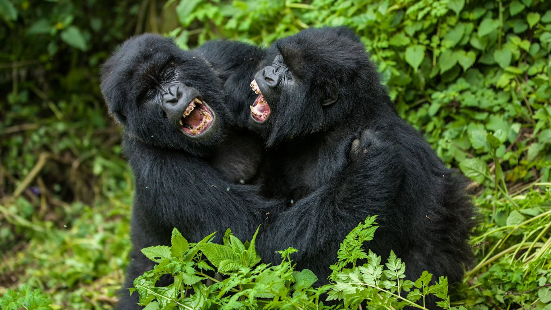 Gorilla Fights Gorilla: Find The Reason Behind The Conflict!
