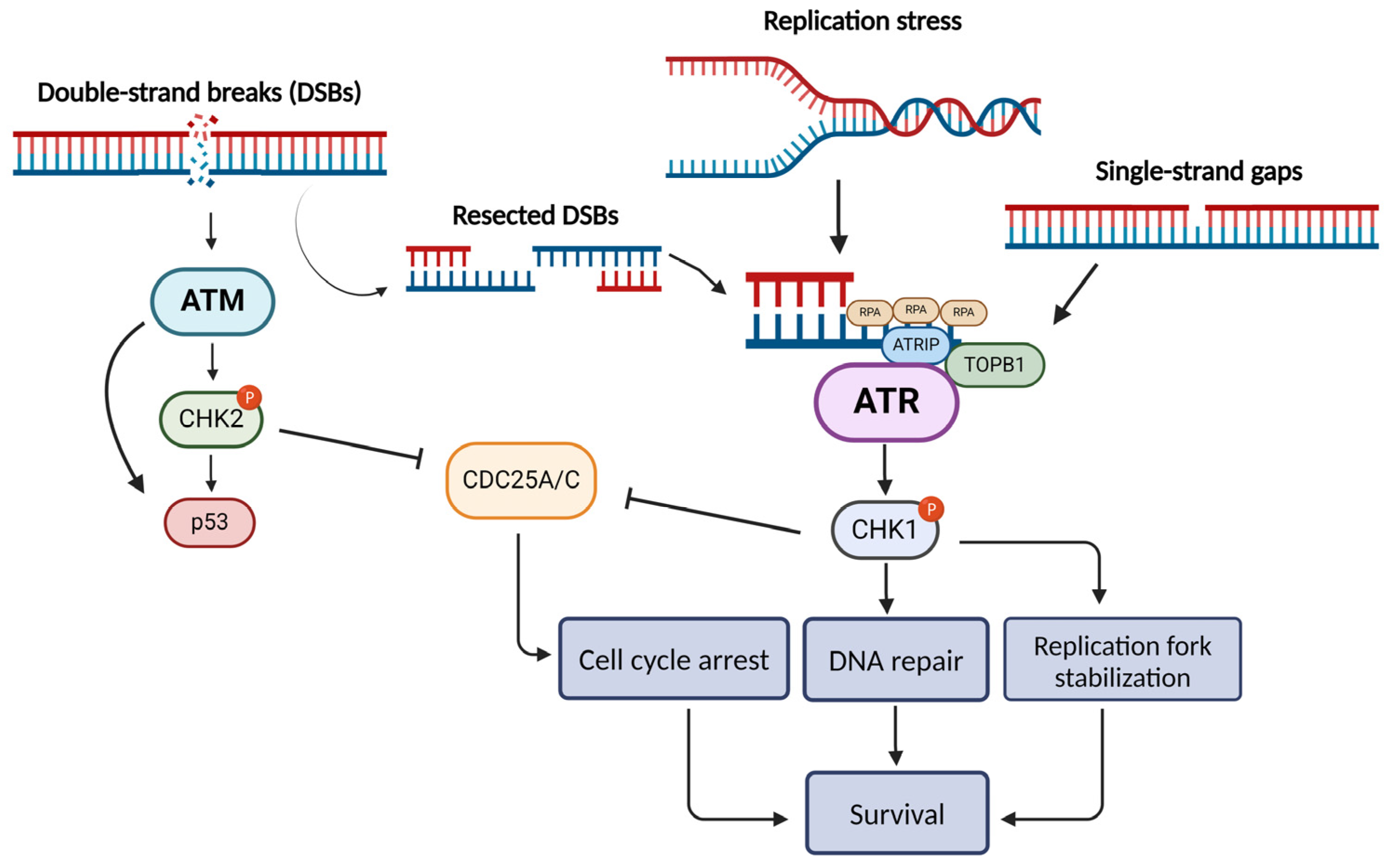 atr pathway Activation: Learn the Key Steps in Simple Terms