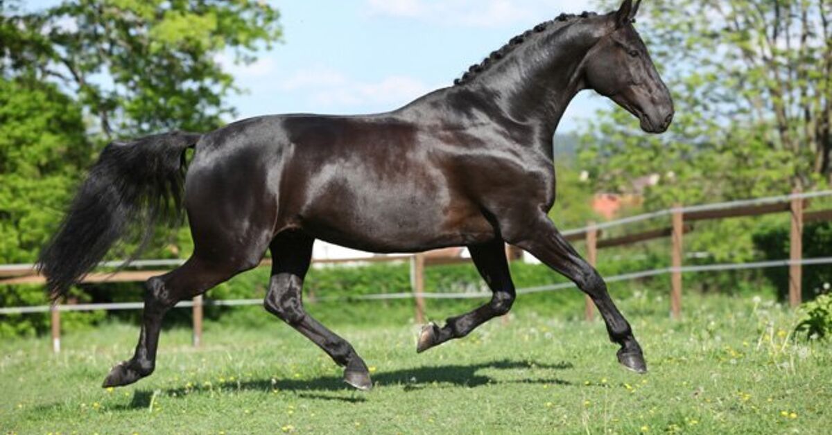 Looking for a specific horse holland breed? Easily find top Dutch Warmbloods and Friesians here.