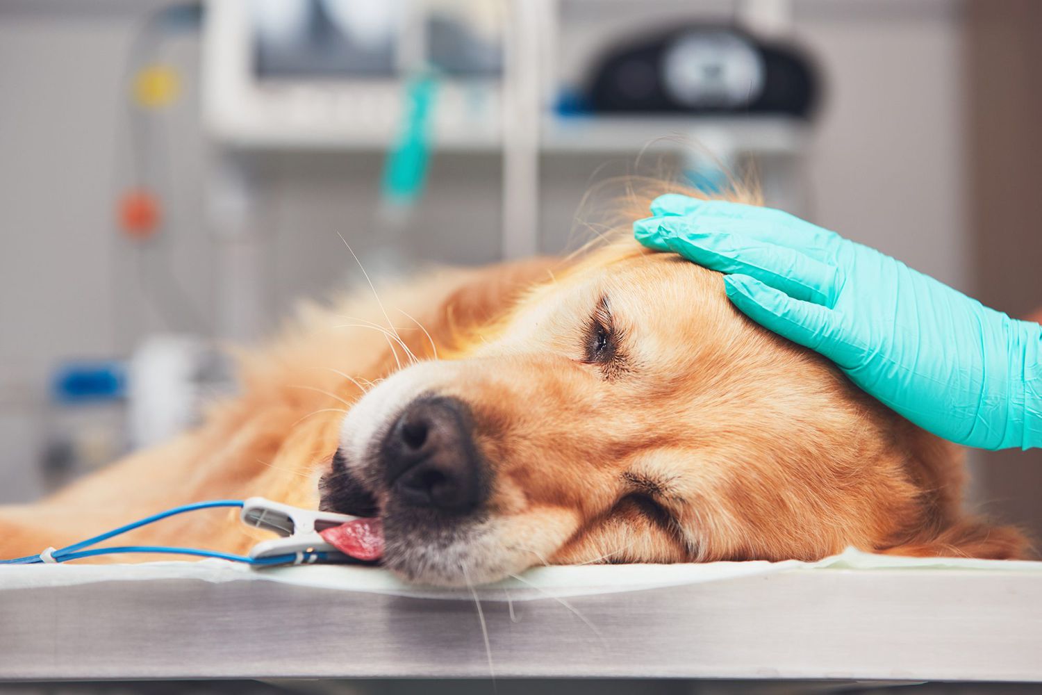 Worried about my dog going under anesthesia and how to prepare? Simple steps to help your dog before the procedure.
