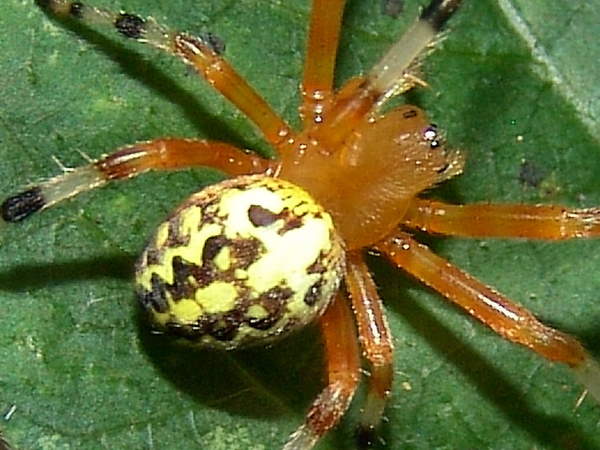 How do you easily spot a red spider nebraska? Simple identification tips everyone in Nebraska can use.