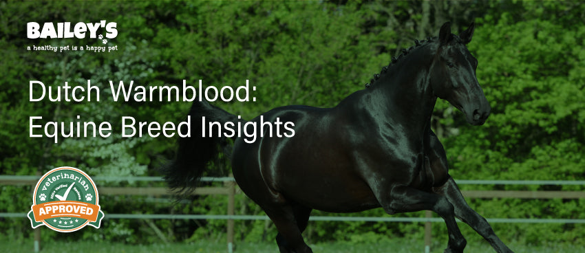 Looking for a specific horse holland breed? Easily find top Dutch Warmbloods and Friesians here.