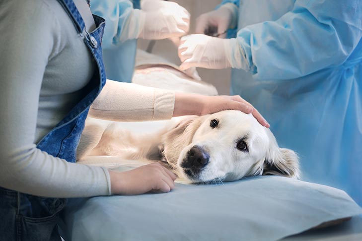 Worried about my dog going under anesthesia and how to prepare? Simple steps to help your dog before the procedure.