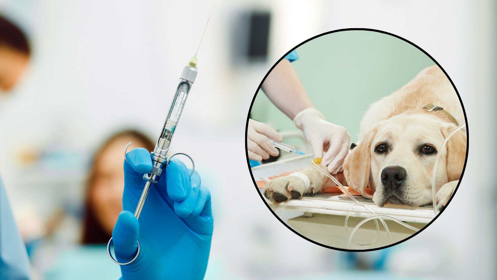 Worried about my dog going under anesthesia and how to prepare? Simple steps to help your dog before the procedure.