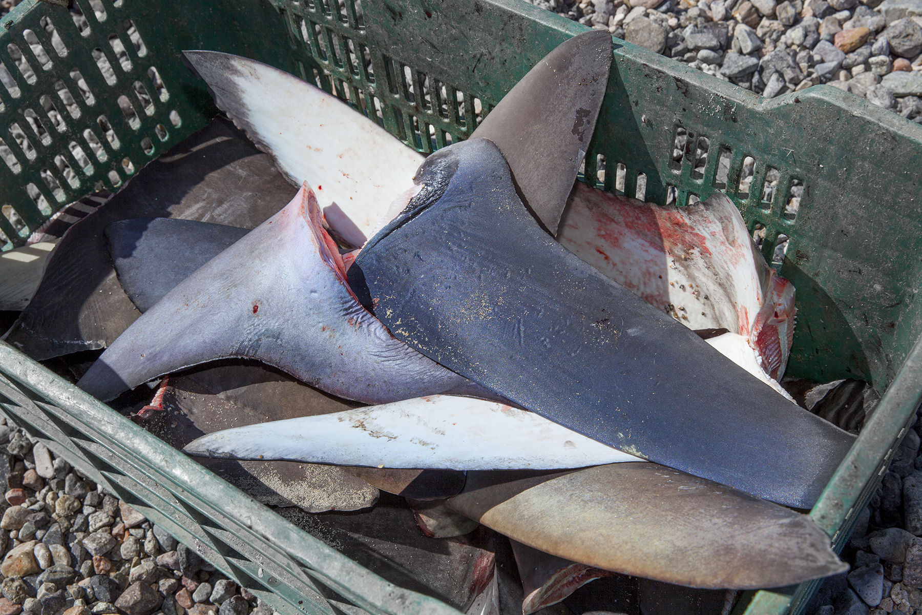 What Is a Fin Chop and Is It Safe for Sharks? Answered